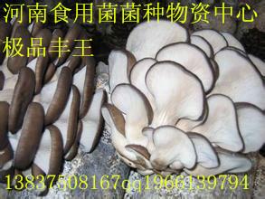 極品豐王圖片