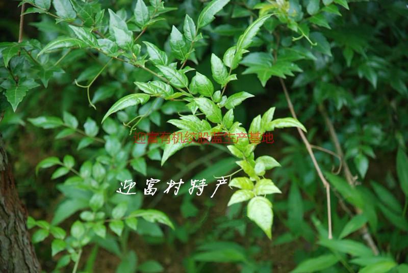 純天然苦甘露茶葉多少錢一斤圖片