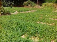 *小游苦味絞股藍(lán)，*小游苦味絞股藍(lán)廠家，*小游苦味絞股藍(lán)公司