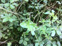 批發(fā)小游甜味絞股藍(lán)，批發(fā)小游甜味絞股藍(lán)廠家，批發(fā)小游甜味絞股藍(lán)供應(yīng)商