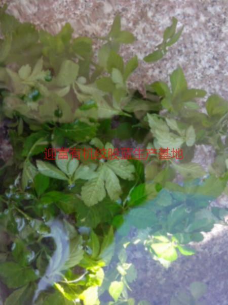 湘西七葉絞股藍(lán)供應(yīng)廠家圖片/湘西七葉絞股藍(lán)供應(yīng)廠家樣板圖 (3)