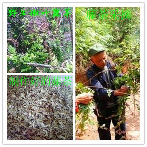 供應(yīng)張家界茅巖莓，張家界茅巖莓茶，張家界茅巖莓茶葉