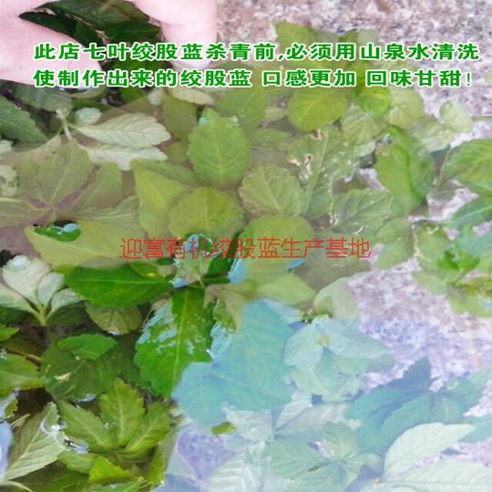 供應無公害絞股藍茶葉,無公害絞股藍茶葉公司,無公害絞股藍茶葉生產(chǎn)基地