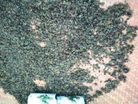 供應(yīng)湘西七葉絞股藍(lán)批發(fā)電話，湘西絞股藍(lán)批發(fā)供應(yīng)商