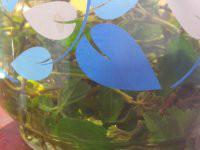 供應(yīng)廣州絞股藍公司