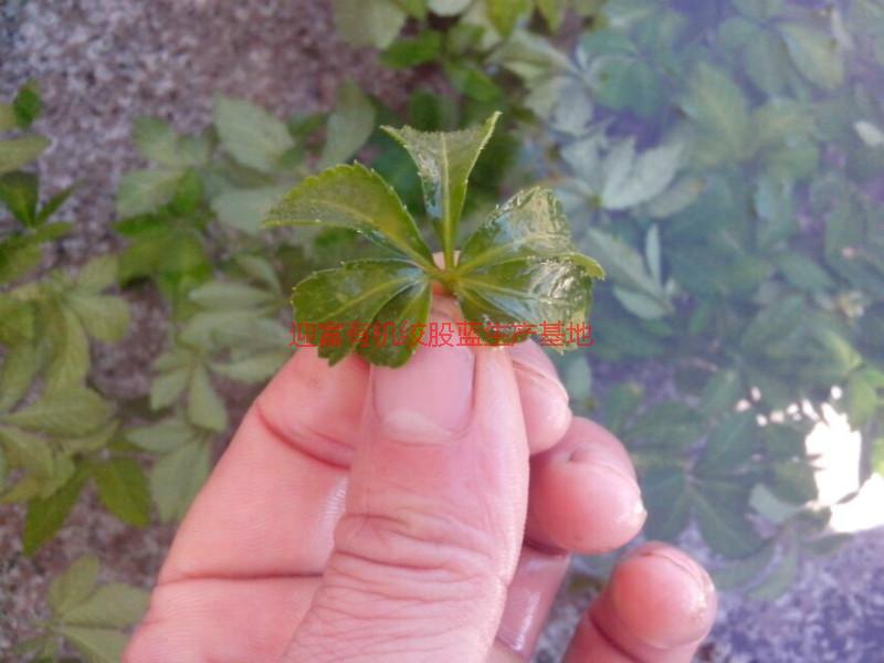 供應(yīng)湘西七葉絞股藍(lán)批發(fā)，湘西七葉絞股藍(lán)批發(fā)商，湘西七葉絞股藍(lán)批發(fā)廠家