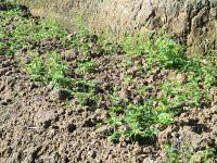 直銷小游甜味絞股藍(lán)，直銷小游甜味絞股藍(lán)廠家，直銷小游甜味絞股藍(lán)公司