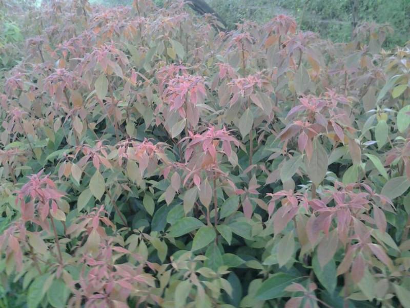 四川樟樹苗子-油樟樹苗基地批發(fā)-樟樹苗批發(fā)價格-四川樟樹苗子價格