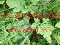 山東東明西瓜*，東明西瓜市場(chǎng)，今日西瓜價(jià)格，山東西瓜價(jià)格