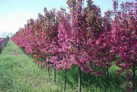 海棠樹苗圖片/海棠樹苗樣板圖 (3)