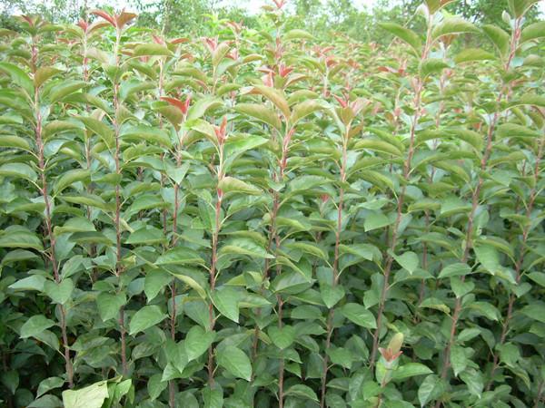 供應(yīng)江蘇南通垂絲海棠樹苗批發(fā)，海棠苗木報價