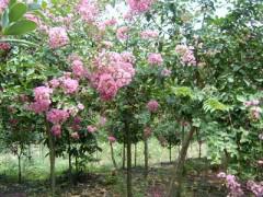 江蘇南京紫薇樹苗報價圖片