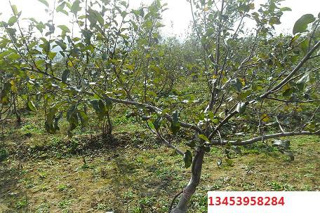 蘋果苗 矮化蘋果苗批發(fā)價(jià)格