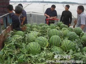 西瓜价格 山东京欣西瓜 批发山东 西瓜批发基地图片