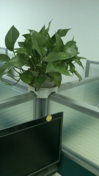 綠植租賃公司圖片/綠植租賃公司樣板圖 (3)