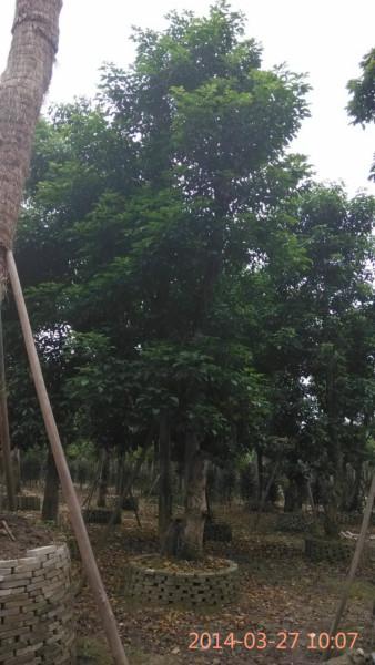 供應(yīng)柳州小葉榕價格