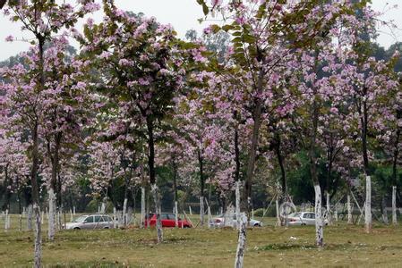 供應(yīng)宮粉紫荊