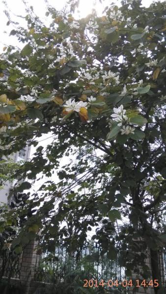 供應(yīng)廣西柳州黃槐