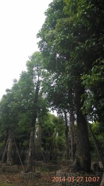 供應(yīng)柳州小葉榕價格