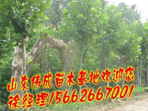 山東國(guó)槐基地圖片