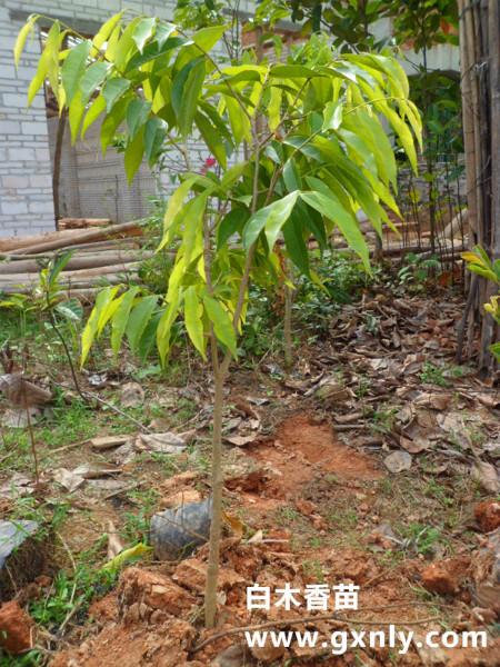 供應(yīng)沉香苗價格