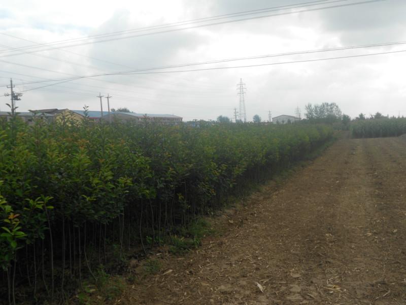 供應江蘇哪里有木槿樹賣，綠化苗木木槿樹銷售，大豐木槿基地價格