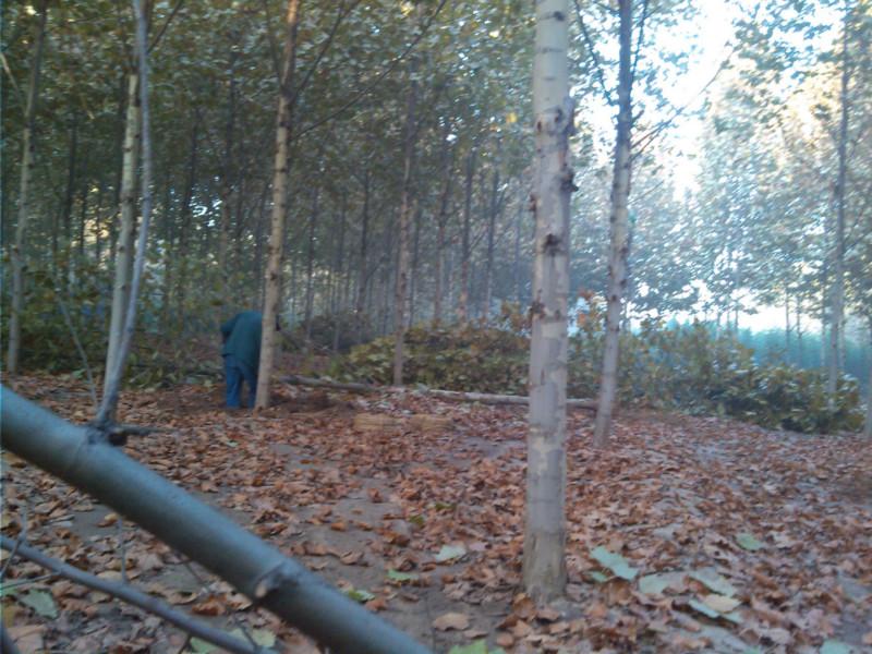 供應12公分速生法桐14公分速生法桐15公分速生法桐16公分速生法桐