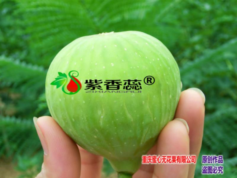 新鲜无花果图片