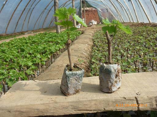 供應(yīng)早熟新品種大棚營養(yǎng)葡萄苗