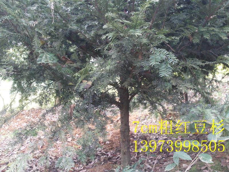 *柳-湖南*柳小苗-*柳批發(fā)價-湖南*柳報價