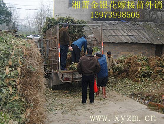 供應(yīng)湘蕾金銀花種植-湘蕾金銀花價(jià)格-湘蕾金銀花種植基地