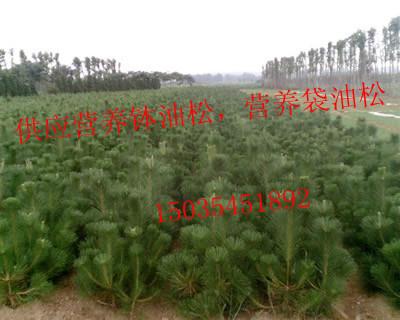 園林綠化工程綠化苗木大量供應(yīng)圖片