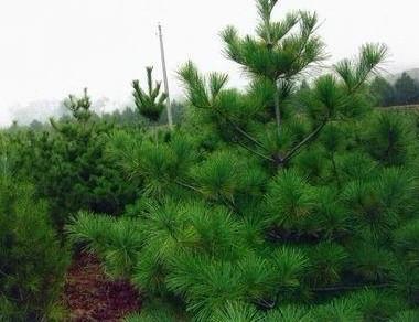 供應綠化側柏苗種植園價格