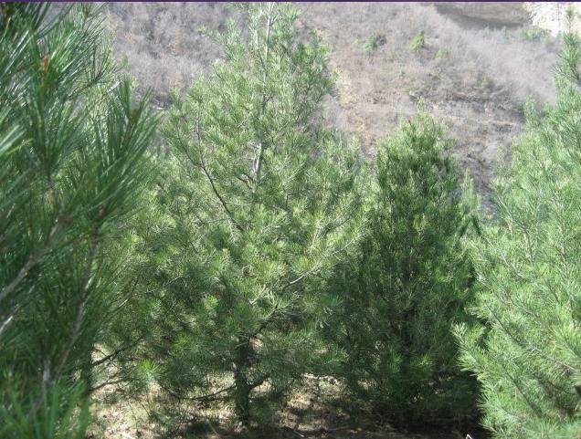 供應(yīng)白皮松種子批發(fā)白皮松小苗批發(fā)