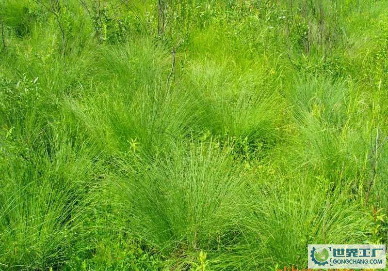 供應(yīng)原生態(tài)烏拉草高1.2米纖狀草本植物防寒除臭