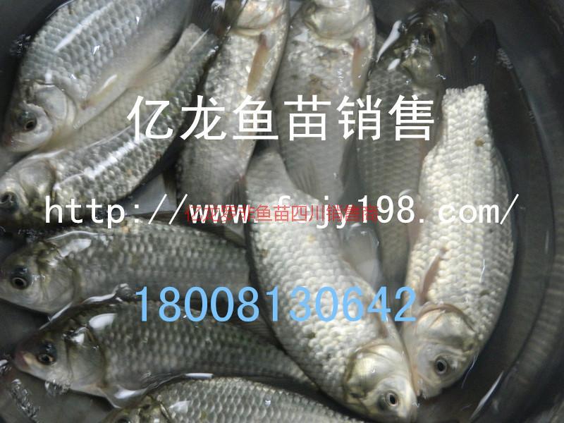 供應(yīng)宏豐2鯽魚(yú)水花求代理商宏豐2鯽魚(yú)水花求代理商）