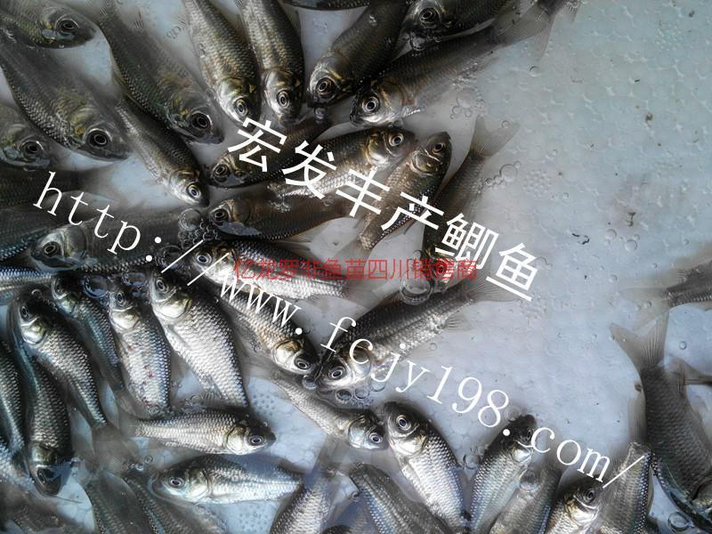 供應(yīng)鯽魚(yú)（宏豐2）水花羅非魚(yú)苗鯽魚(yú)宏豐2水花羅非魚(yú)苗@