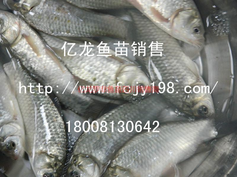 供應(yīng)億龍魚苗鯽魚苗億龍魚苗鯽魚苗）