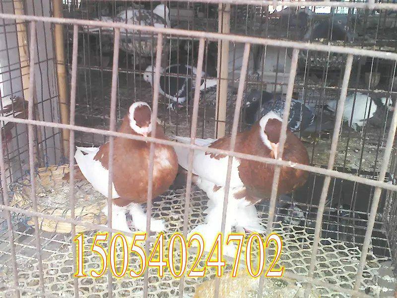 種鴿觀賞鴿圖片