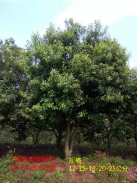 供應(yīng)成都楊梅樹，成都楊梅樹供應(yīng)商，成都楊梅樹批發(fā)
