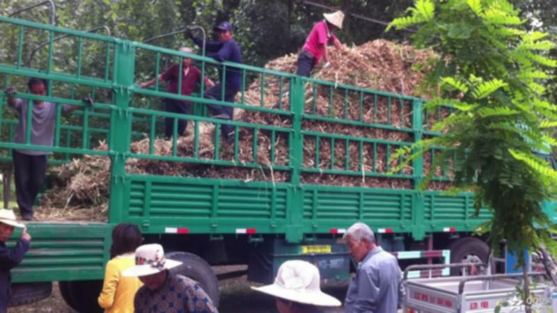 供應蘆葦苗價格*蘆葦苗蘆葦根，蘆葦種植