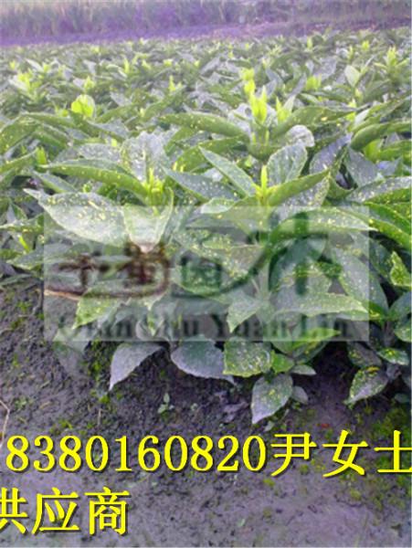 供應(yīng)灑金珊瑚，灑金珊瑚價(jià)格-灑金珊瑚苗圃基地-灑金珊瑚產(chǎn)地