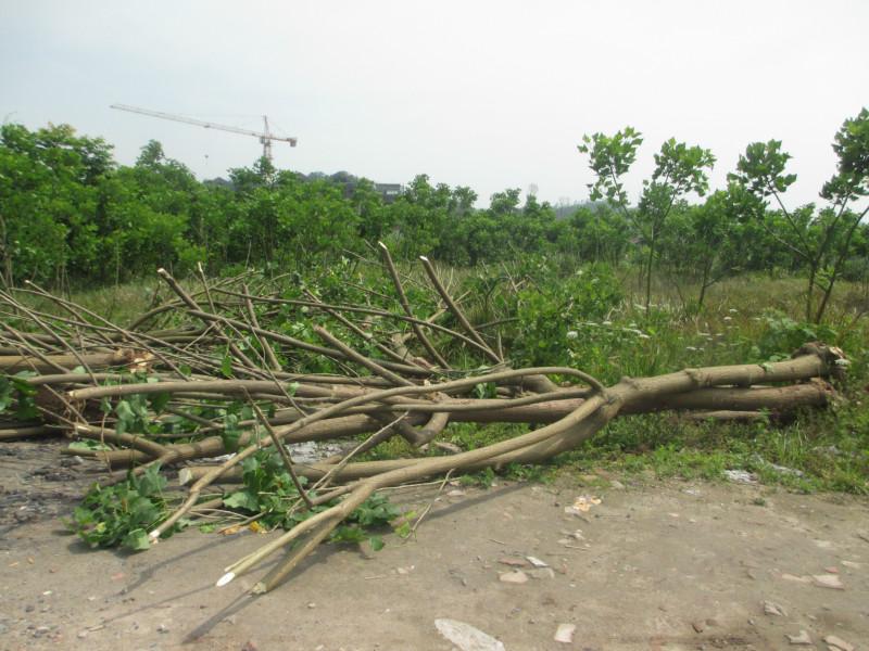 供應重慶刺桐的的種植基地