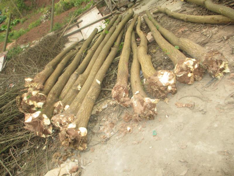 供應(yīng)重慶刺桐批發(fā)基地  刺桐批發(fā)基地價(jià)格  湖南刺桐批發(fā)基地