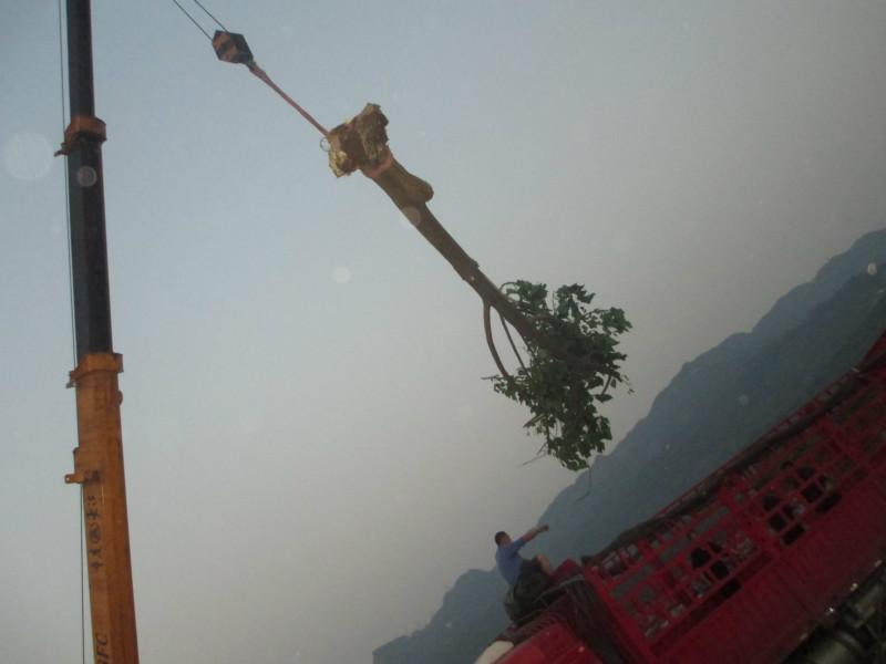 重慶苗木批發(fā)基地出售刺桐圖片