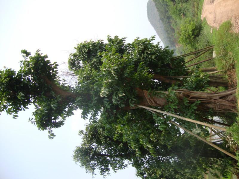 供應(yīng)重慶苗木基地出售黃葛樹
