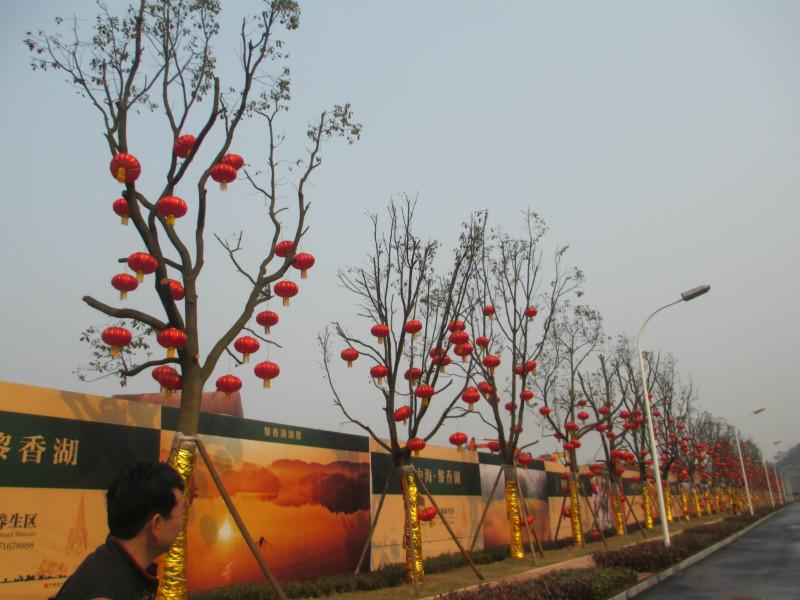 供應(yīng)重慶苗木基地出售蔥蘭