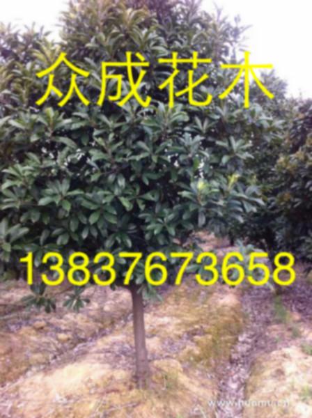 供应5公分桂花，河南5公分桂花，河南桂花，河南紫薇，河南桧，河南石楠