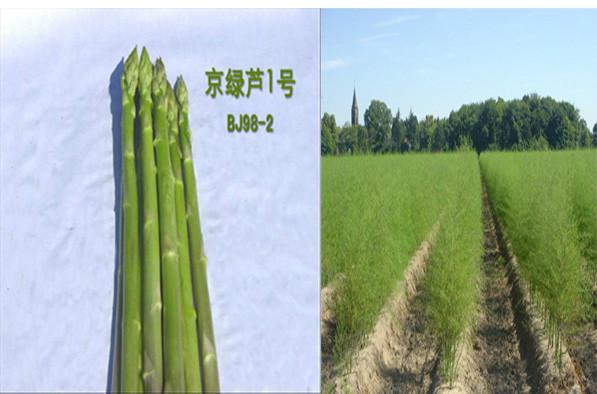 供應(yīng)伊諾斯蘆筍種子，意大利蘆筍種子，高產(chǎn)蘆筍種子