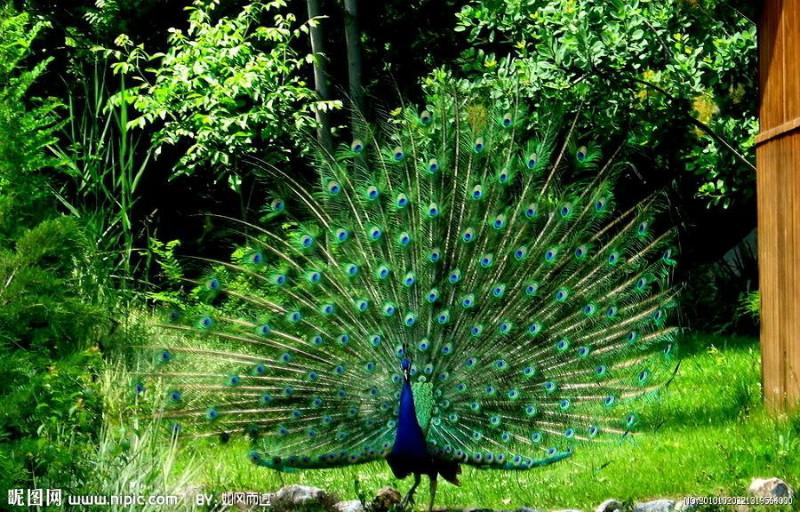 供應(yīng)鹽城*疾病防治；鹽城*技術(shù)指導(dǎo)